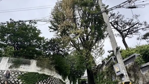 부암동 100년 지킨 미술관 옆 은행나무에 제초제가 주입됐다