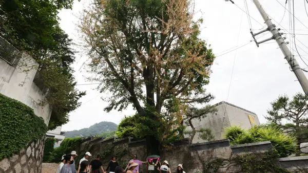 [포토뉴스]“환기미술관, 담벼락 밖 200살 은행나무를 제초제로 죽이려 했다”…주민들과 환경운동가 ‘회복 기원’ 춤